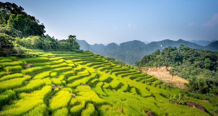 Rizières en terrasses avec des montagnes en arrière-plan.