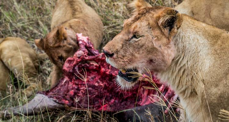 Leones comiendo una carroña.