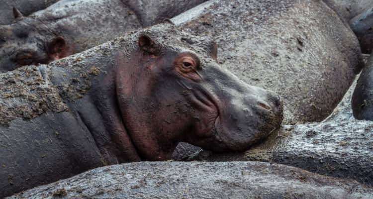 Hipopótamo sumergido en lodo.