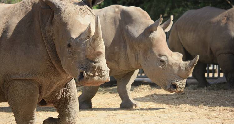 Rinocerontes parados en área abierta.