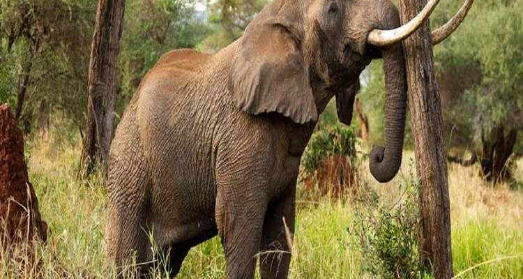 The Best 2 days Tanzania safari: Ngorongoro crater with Reasonable Cost. - Africa Natural Tours 2