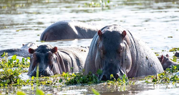 The Best 2 days Tanzania safari: Ngorongoro crater with Reasonable Cost. - Africa Natural Tours 6