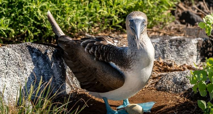 Galapagos Relax 8 Days Tour - GUIDEcuador Travel 1
