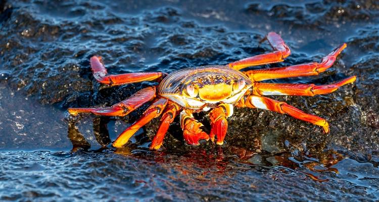 Galapagos Relax 8 Days Tour - GUIDEcuador Travel 3