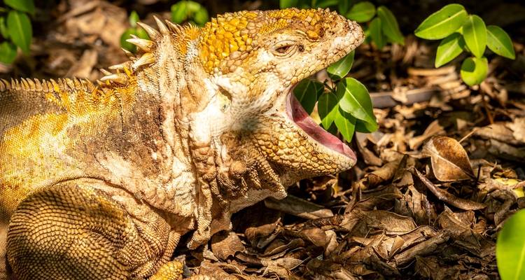 Galapagos Relax 8 Days Tour - GUIDEcuador Travel 6