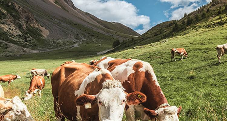 Montagnes, vallées et lacs de Suisse - Blue-Roads Touring 4