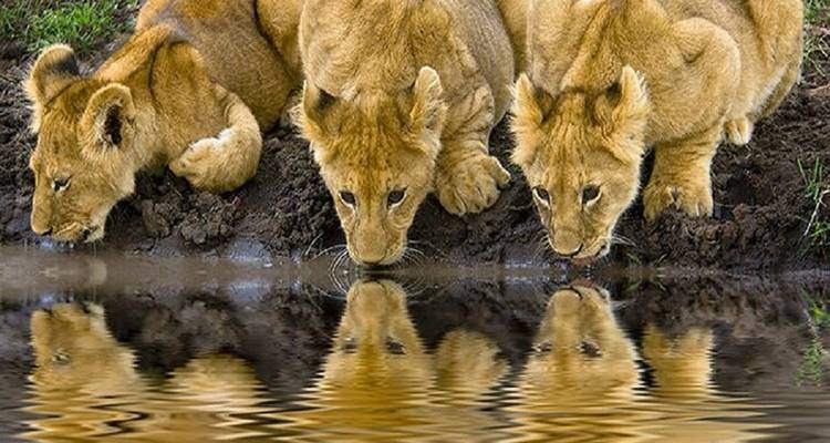 Schattige leeuwenwelpjes die water drinken van de grond.