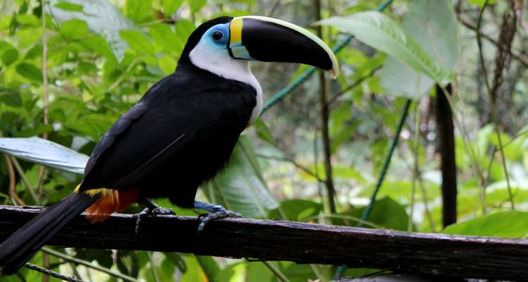 Amazonas y Galápagos voluntariado y viajes 15 días - Lead Adventures  7