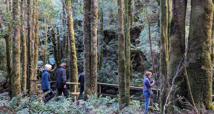 Des gens qui marchent sur un sentier en bois à travers de grands arbres.