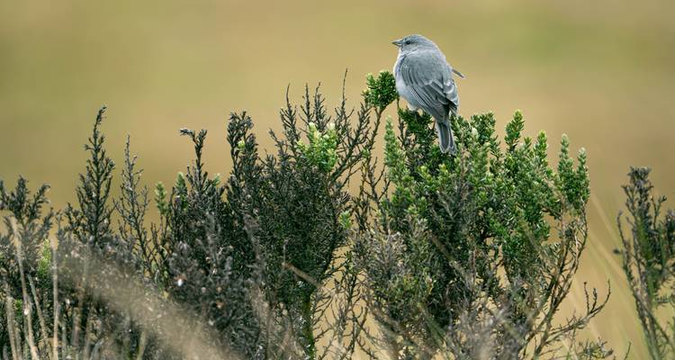 Pequeño pájaro gris posado en arbusto verde en pastizal abierto