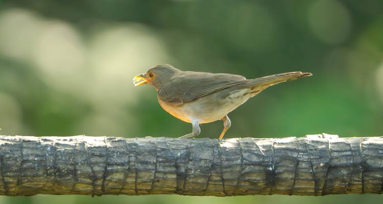 Pájaro con insecto en el pico parado sobre una rama iluminada por el sol contra un fondo borroso de bosque