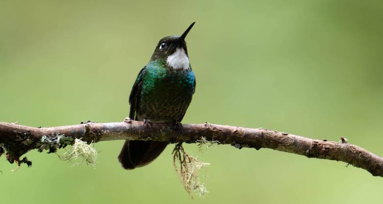 Colibrí verde y blanco descansando en una rama musgosa contra un fondo verde suave