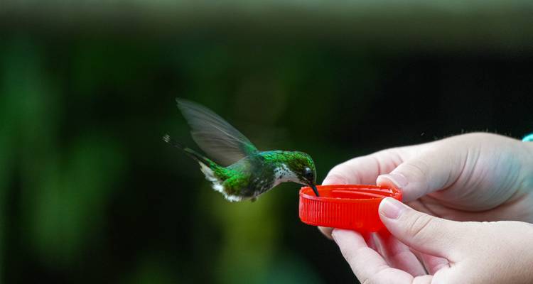 Colibrí bebiendo agua azucarada de una tapa roja sostenida por las manos de una persona
