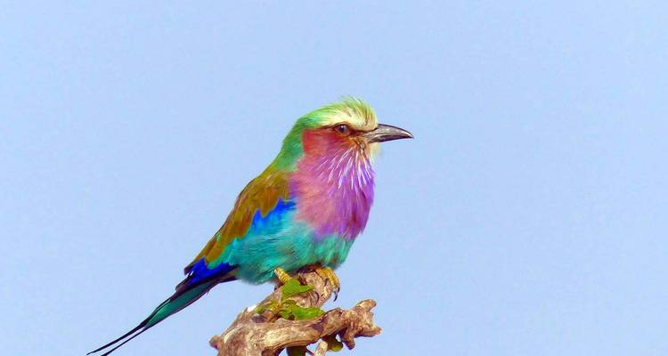 Esencia de Tanzania - Safari de Aventura de 4 días - theKili-Guides 7