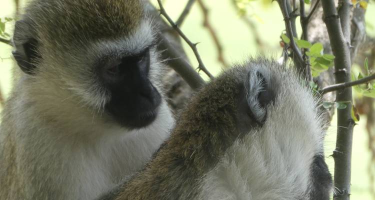 Esencia de Tanzania - Safari de Aventura de 4 días - theKili-Guides 6