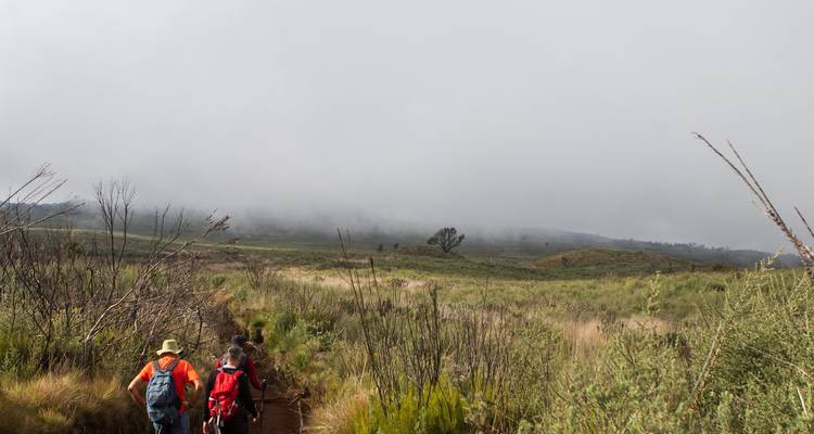 Kilimanjaro Climbing Via Lemosho Route 7 days + 1 day Hotel Stay - theKili-Guides 10