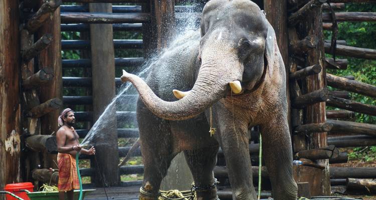 Best Kerala Tour Package – Private 7 Days of Backwaters, Houseboats, Munnar Hills, Ayurvedic Spa & Beaches - SafeHands Travels 8