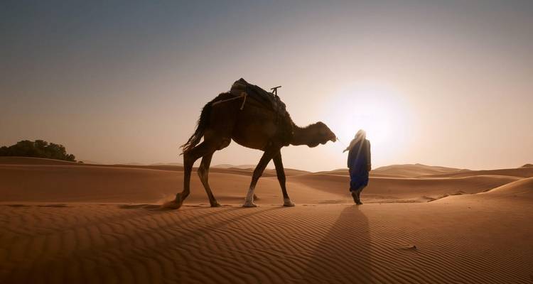 A camel in the desert at sunrise in Merzouga.