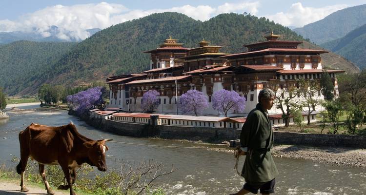 Punakha Dzong con un hombre y una vaca junto al río.