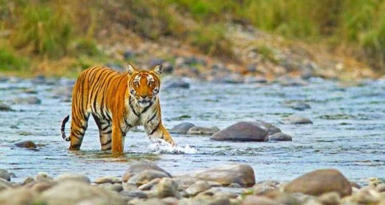 Tigre de Bengala parado en un río poco profundo.