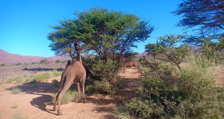 De Marrakech a Fez, 4 días por el desierto de Merzouga - Desert Family Tour 7