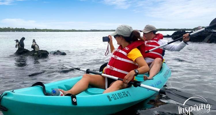 Zwei Personen beim Kajakfahren in der Nähe von Pinguinen an felsigen Ufern.