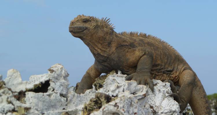 Meeresleguan ruht auf Felsen.