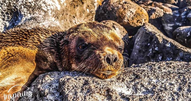 Jonge zeeleeuw rust op rotsen.