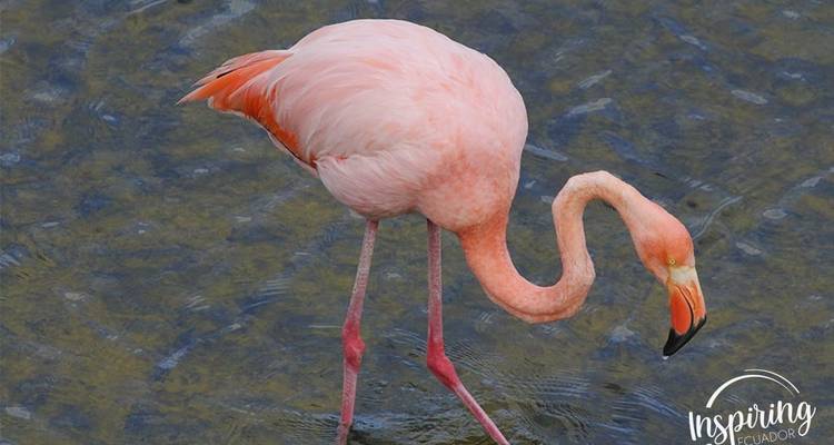 Roze flamingo wadend in ondiep water.