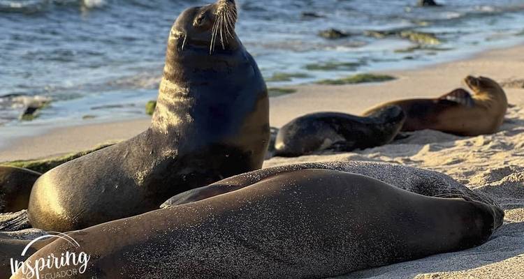Zeeleeuwen die luieren op een zandstrand.