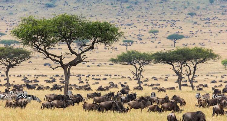 Grand troupeau de gnous et de zèbres dans la savane avec des acacias.