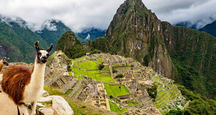 Lama op de voorgrond van de ruïnes van Machu Picchu, met de berg Huayna Picchu op de achtergrond.