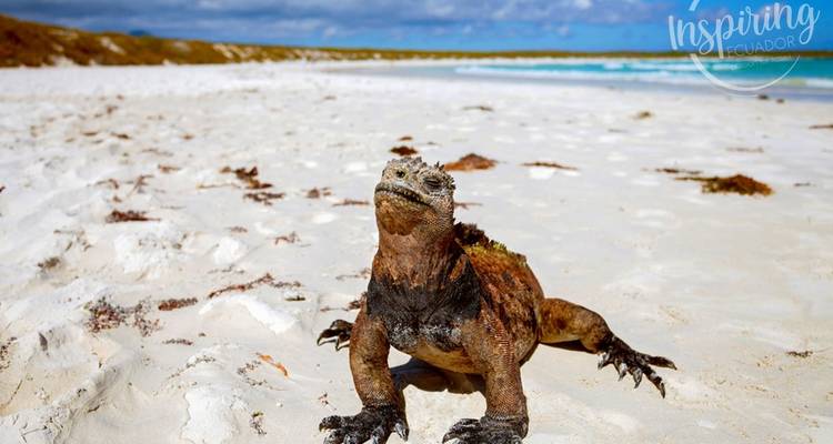 Expedición de 12 días a Galápagos - Inspiring Ecuador 2