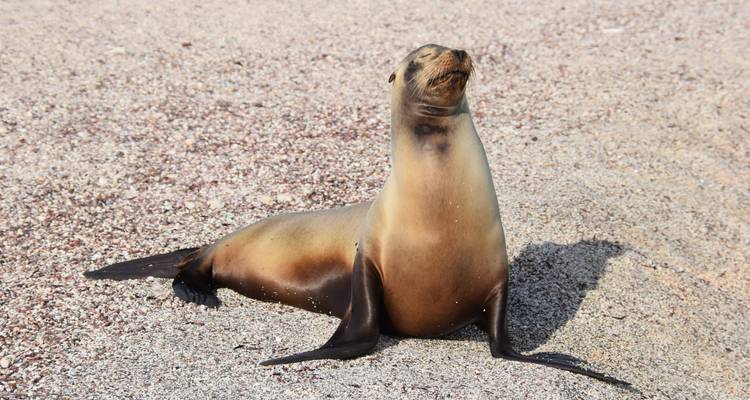 Expedición de 12 días a Galápagos - Inspiring Ecuador 10