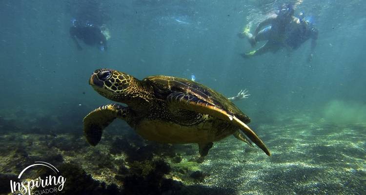 Sea turtle swimming with divers in the background.