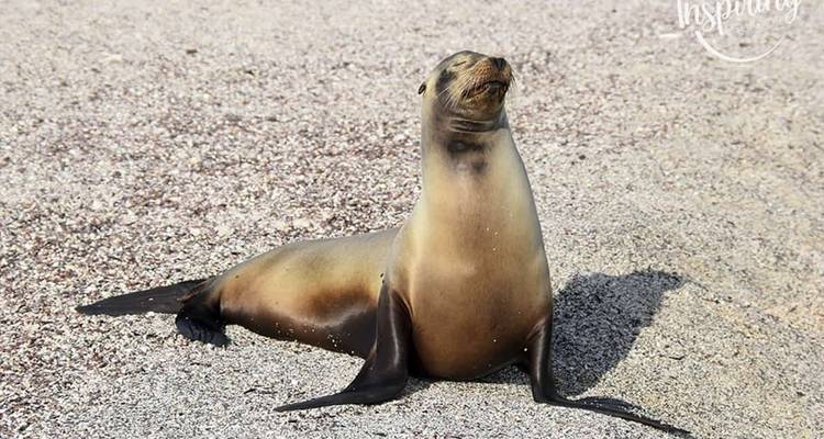 Sea lion posing on a sandy beach.