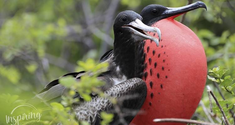 Two birds perched in a tree.