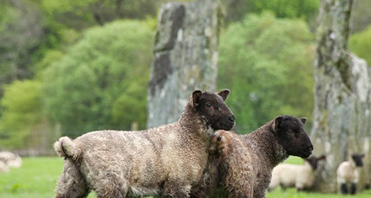 Scotland: Lochs and Landscapes - Back-Roads Touring 2