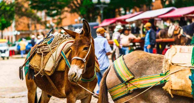 3 días Jerico y Jardín - BnB Colombia Tours 2