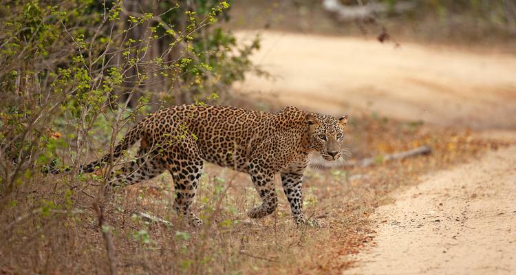 Leopard walking on a dirt path in a natural habitat.