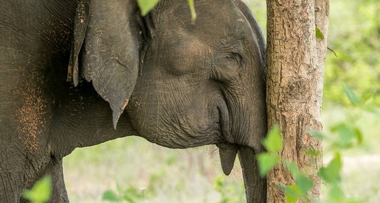 Desvelando el país de los sueños natural y cultural de Sri Lanka - Apple Vacations Pvt Ltd 10