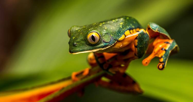 Gros plan macro d'une grenouille arboricole aux couleurs éclatantes s'accrochant à une feuille en forêt tropicale humide.