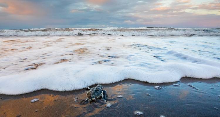 Une jeune tortue de mer rencontre les vagues écumantes sur une plage spacieuse sous un ciel de l'aube aux teintes pastel.