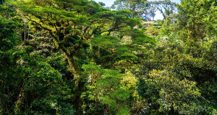 Volcanoes, jungle and Caribbean feeling - Miller Reisen 1
