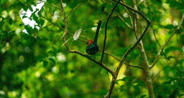 Volcanoes, jungle and Caribbean feeling - Miller Reisen 3