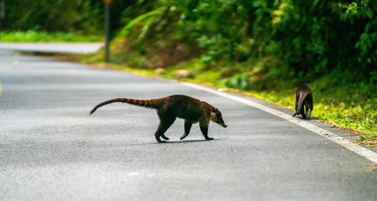 Volcanoes, jungle and Caribbean feeling - Miller Reisen 4