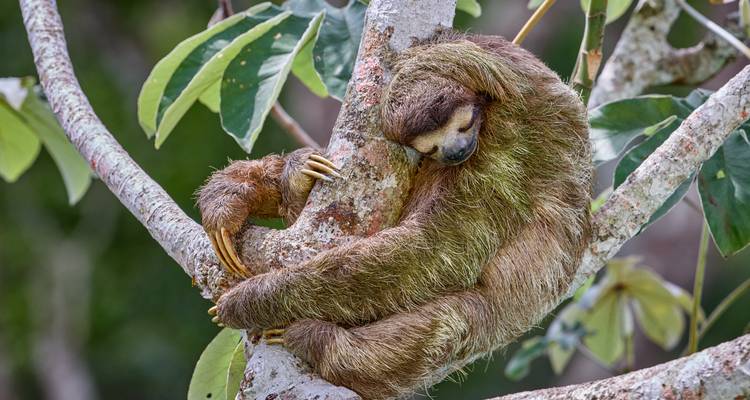 Paresseux à trois doigts au pelage brun enroulé endormi autour d'une branche d'arbre entouré de feuillage vert de la jungle.