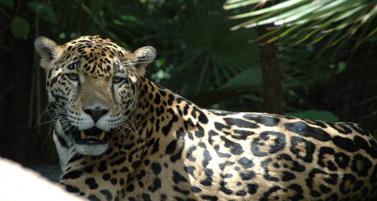 Belize Mayatour & Tikal - Miller Reisen 7