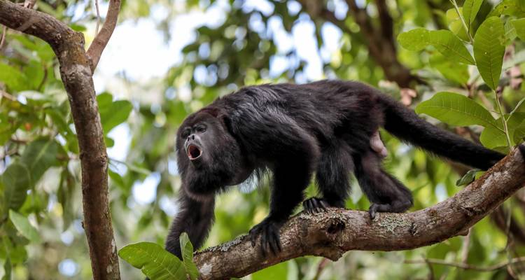 Mono congrio negro llamando desde una rama en la densa selva verde