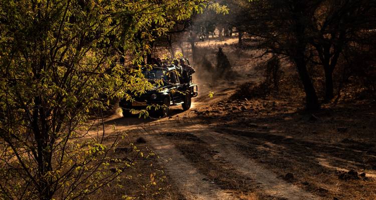 Ruta del tigre de Bandhavgarh Ranthambore - GoBook India Tours 2